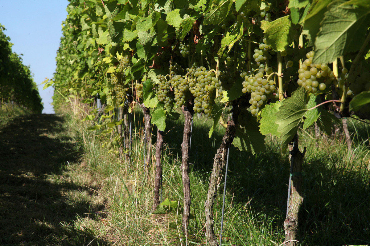 Vignes-vin-de-liege
