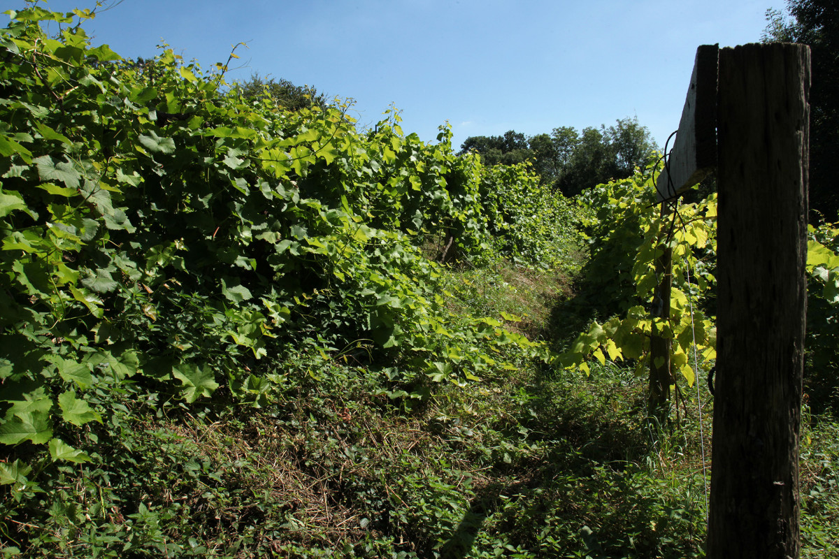 Vignes-chateau-dalhem