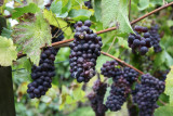 Raisins-noirs-prebendiers