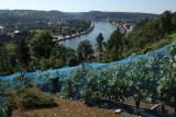 Closerie des Prébendiers - Huy - Vignoble vue sur La Meuse