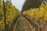 Vignoble-automne-domaine-montulet