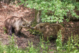 Forestia - Theux - Parc animalier - Deux ours