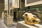 Préhistomuseum - Flémalle - Musée - vitrine avec crâne