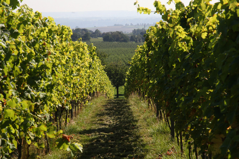 Vignes-paysage-vin-de-liege
