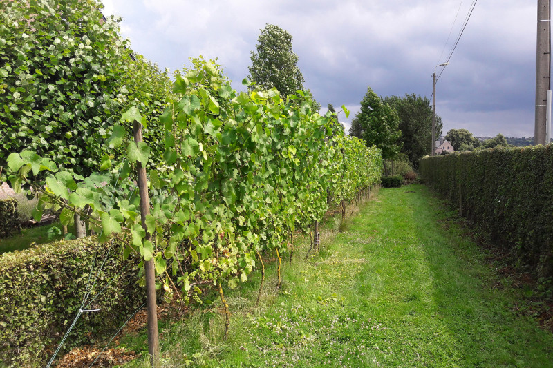 Clos de la Bouhouille - Blegny - Vignes