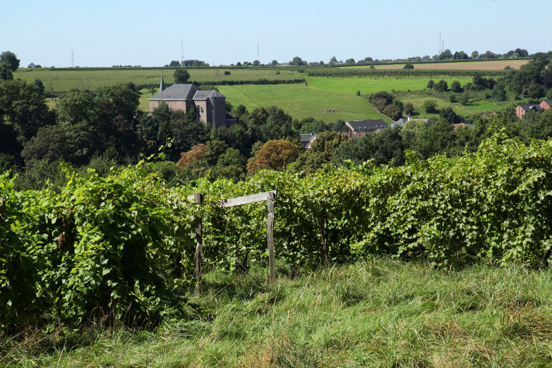 Vignes-et-chateau-domaine-dalhem