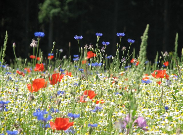 Balade Guidee Wallonie Destination Nature Fleurs Des Champs Fleurs Sauvages Et De Nos Cimetieres Thimister Clermont Provincie Luik